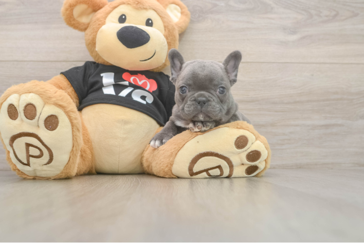 Friendly French Bulldog Purebred Pup