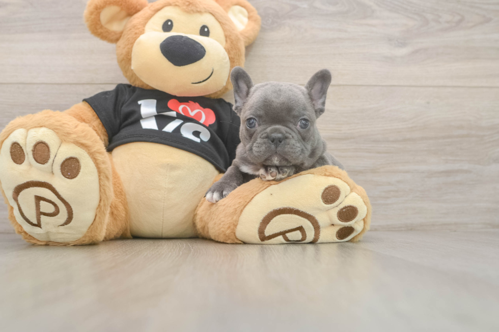 Friendly French Bulldog Purebred Pup