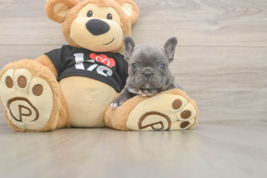 Friendly French Bulldog Purebred Pup