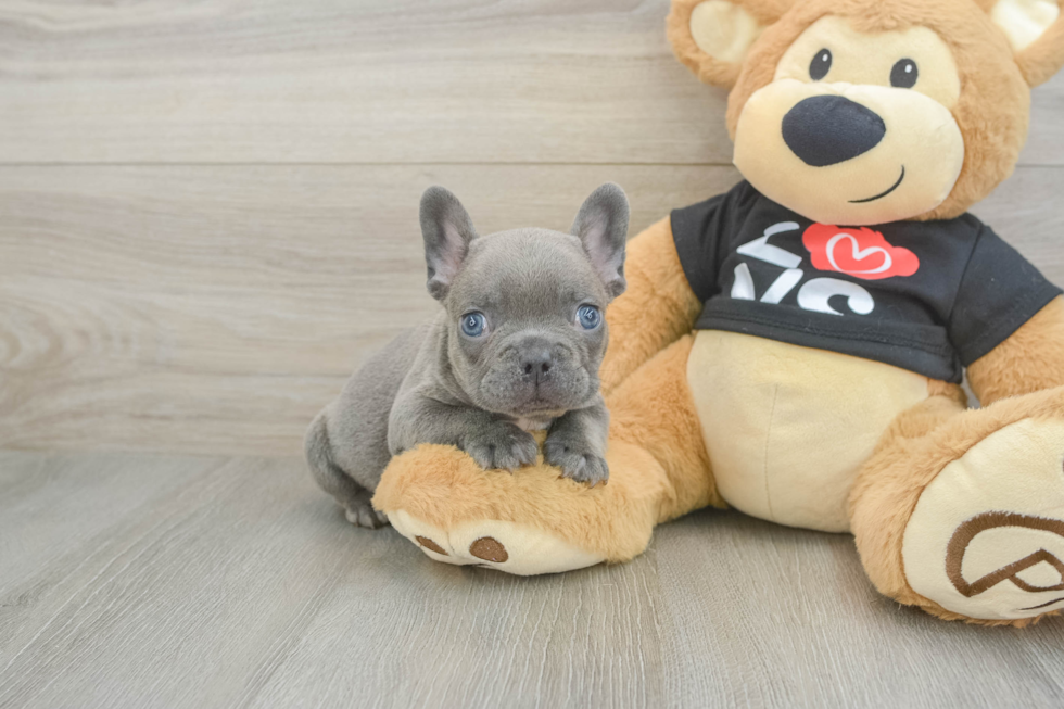 Smart Frenchie Purebred Puppy