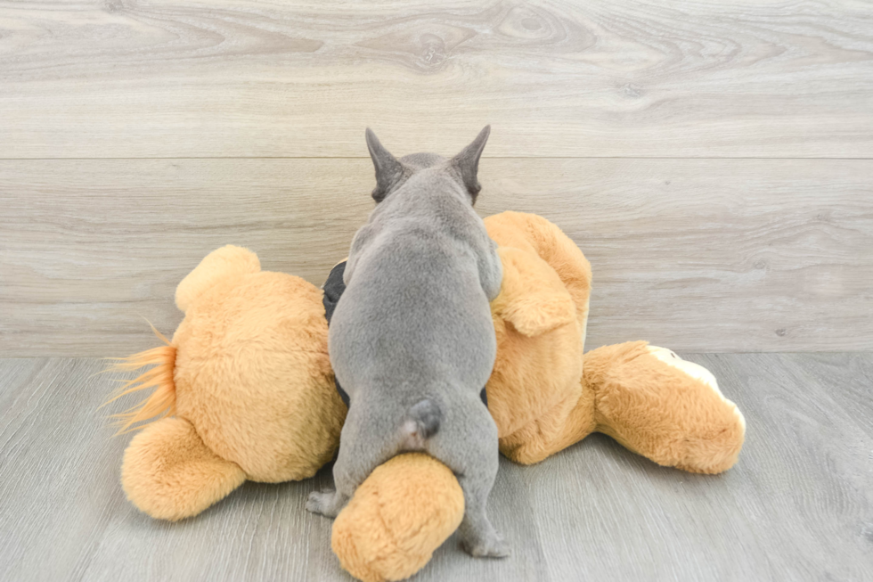 French Bulldog Pup Being Cute
