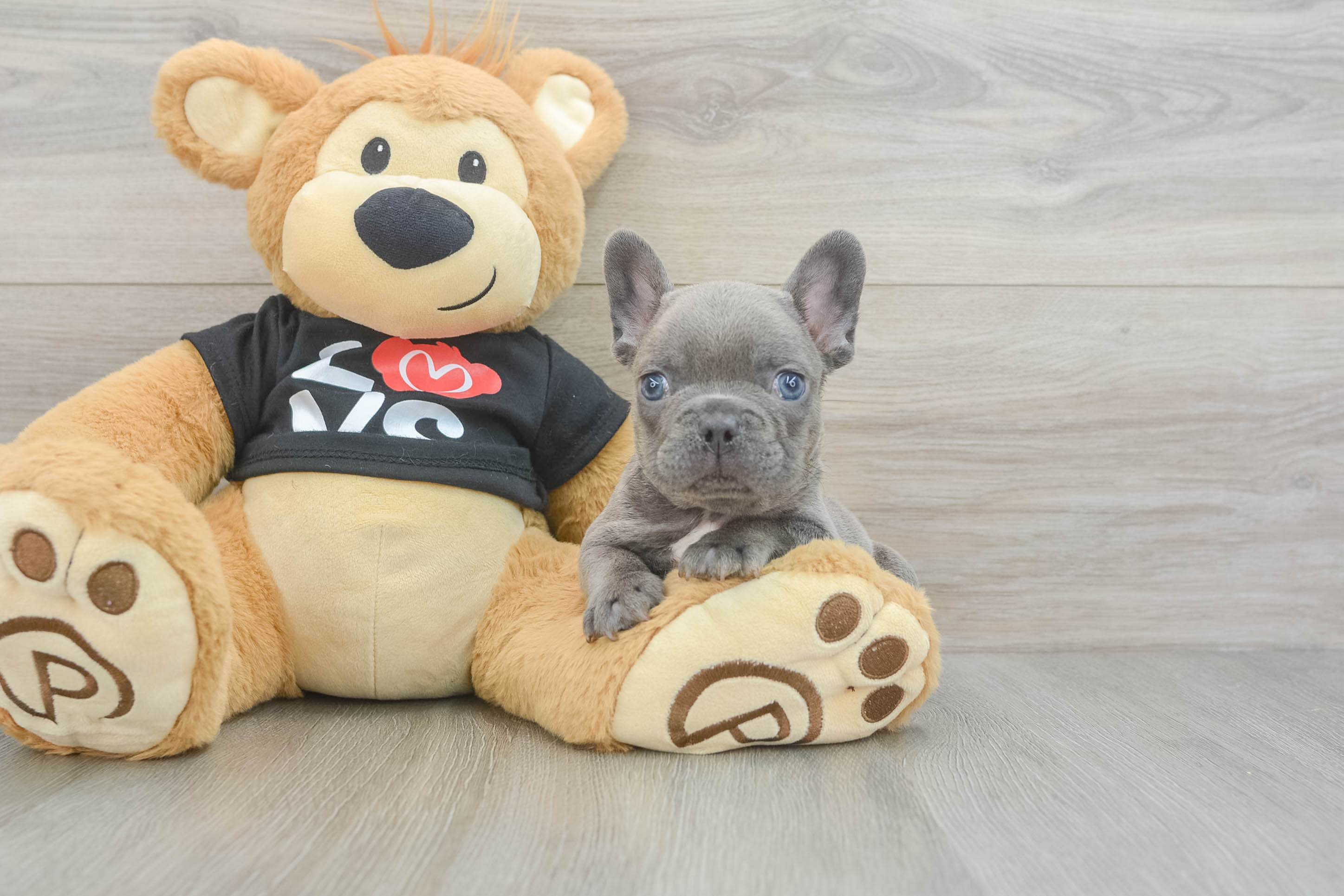 Little French Bulldog Baby