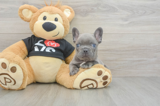Little French Bulldog Baby