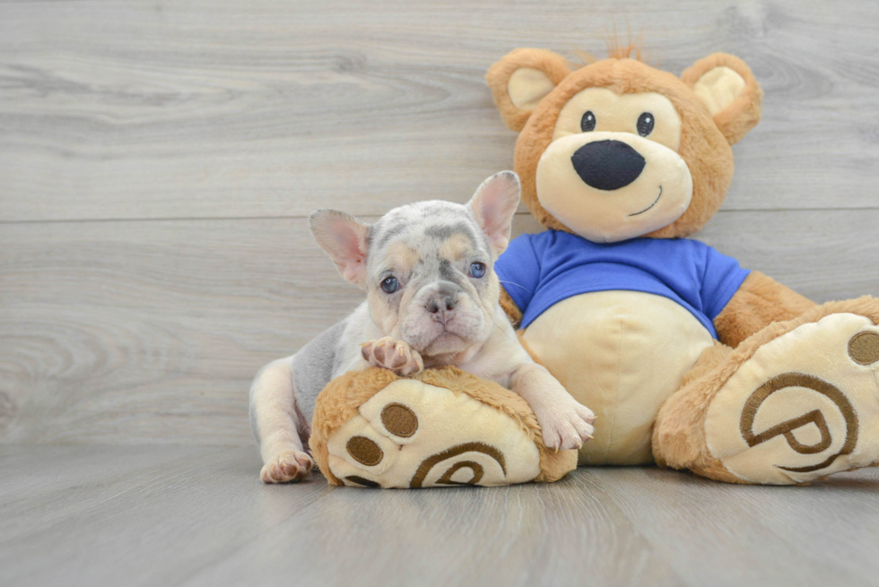 Happy Frenchie Purebred Puppy