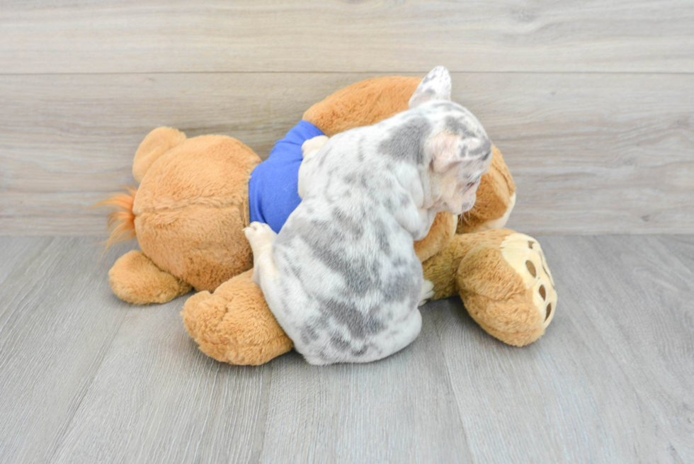 Friendly French Bulldog Purebred Pup