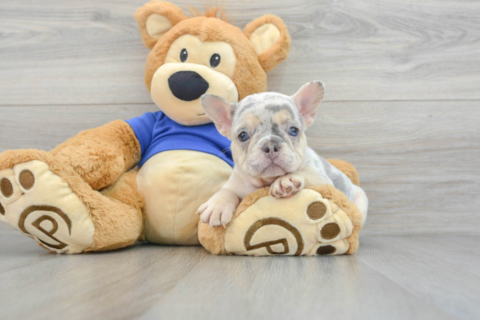 Energetic Frenchie Purebred Puppy