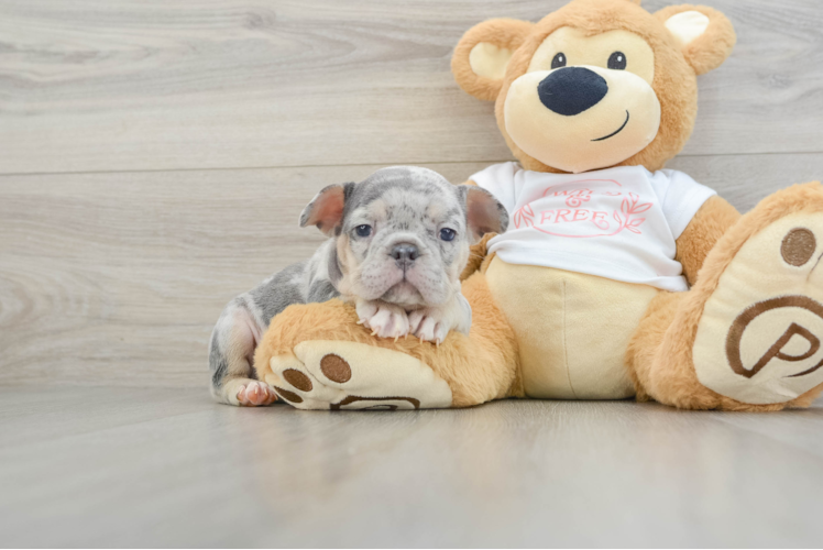 French Bulldog Puppy for Adoption