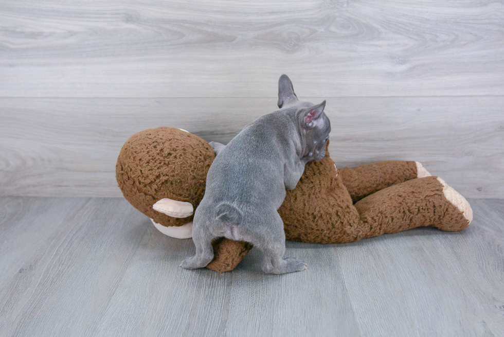 Friendly French Bulldog Purebred Pup