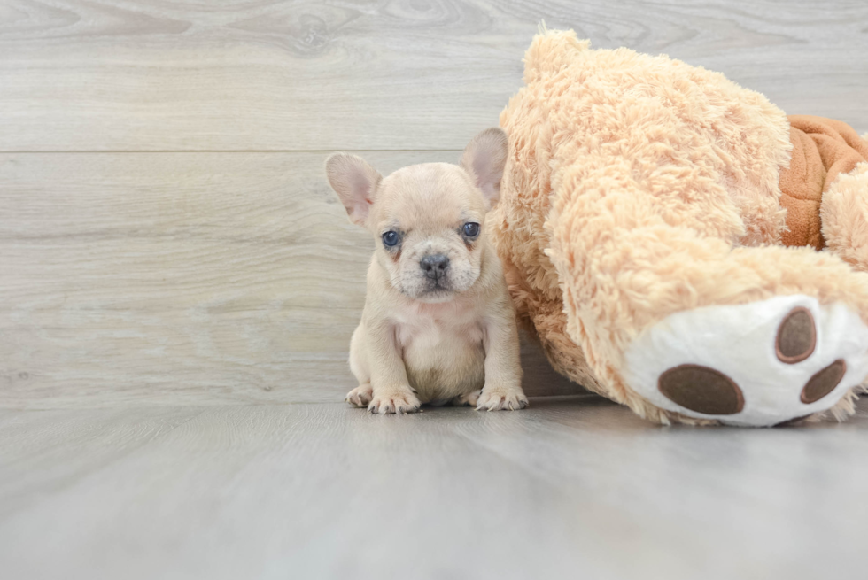 Sweet Frenchie Purebred Puppy