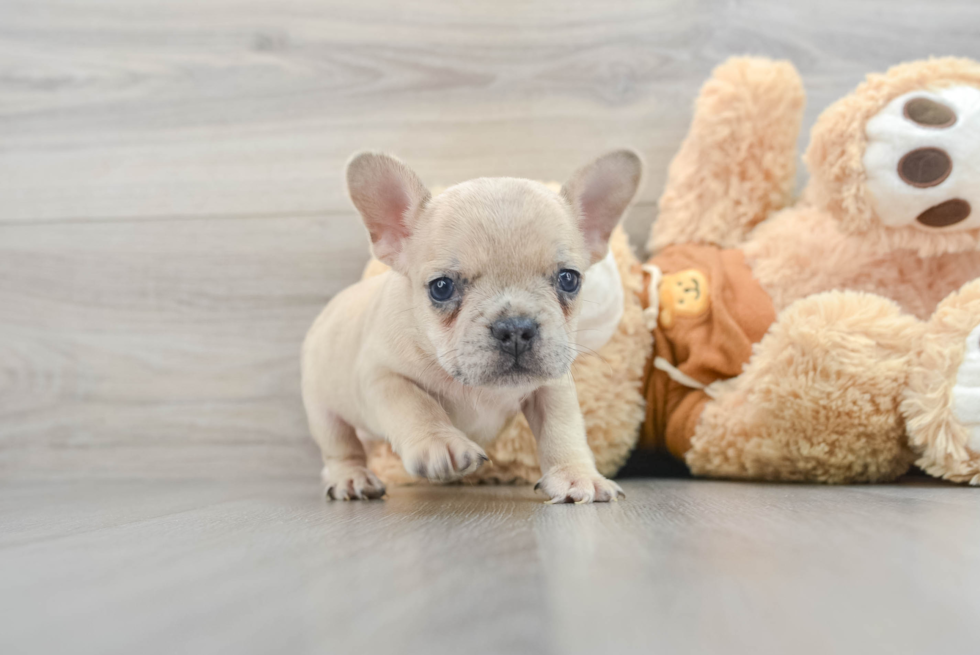 Best French Bulldog Baby