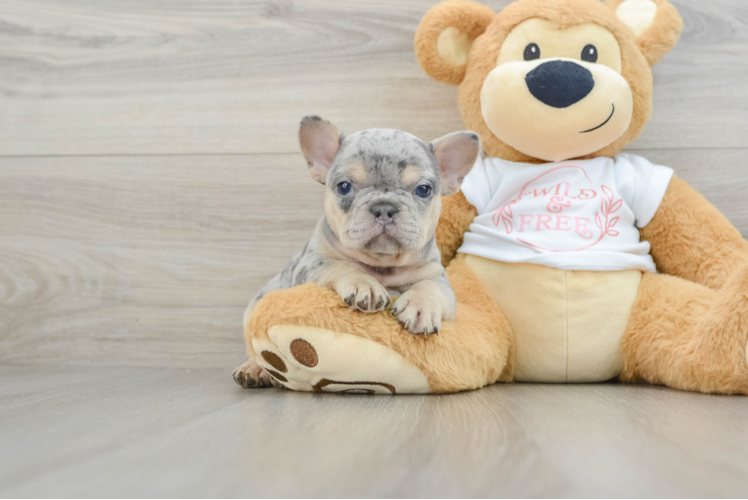 Hypoallergenic French Bulldog Purebred Pup
