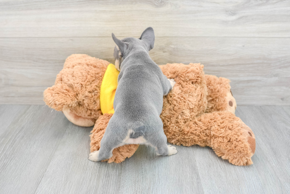 French Bulldog Puppy for Adoption