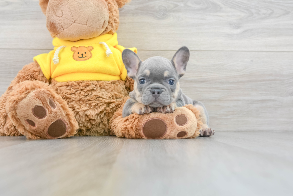 Energetic Frenchie Purebred Puppy