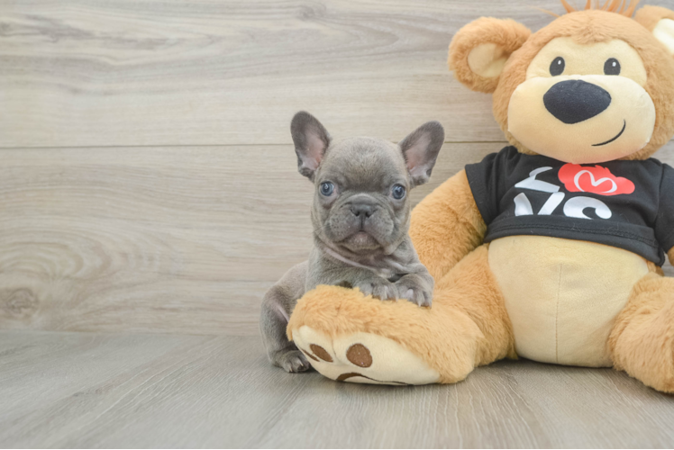Akc Registered French Bulldog Purebred Pup