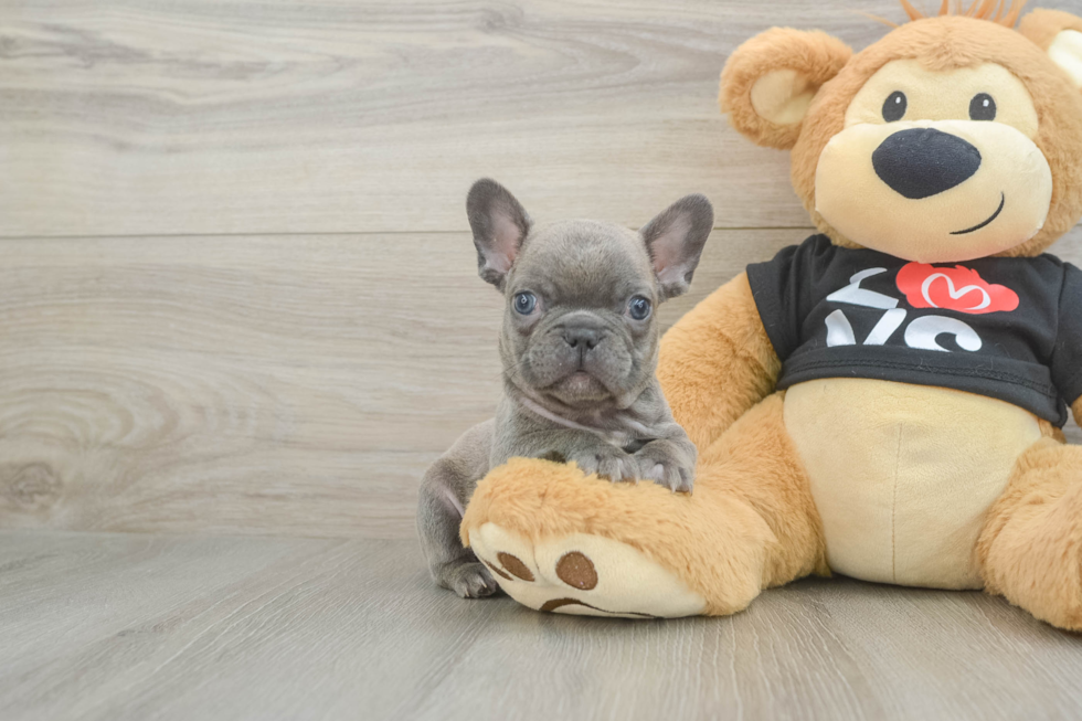 Akc Registered French Bulldog Purebred Pup