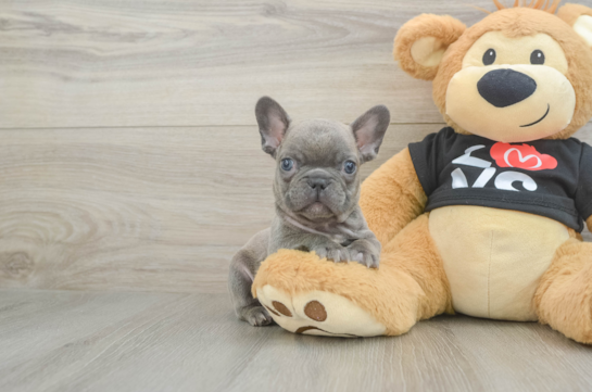 Akc Registered French Bulldog Purebred Pup