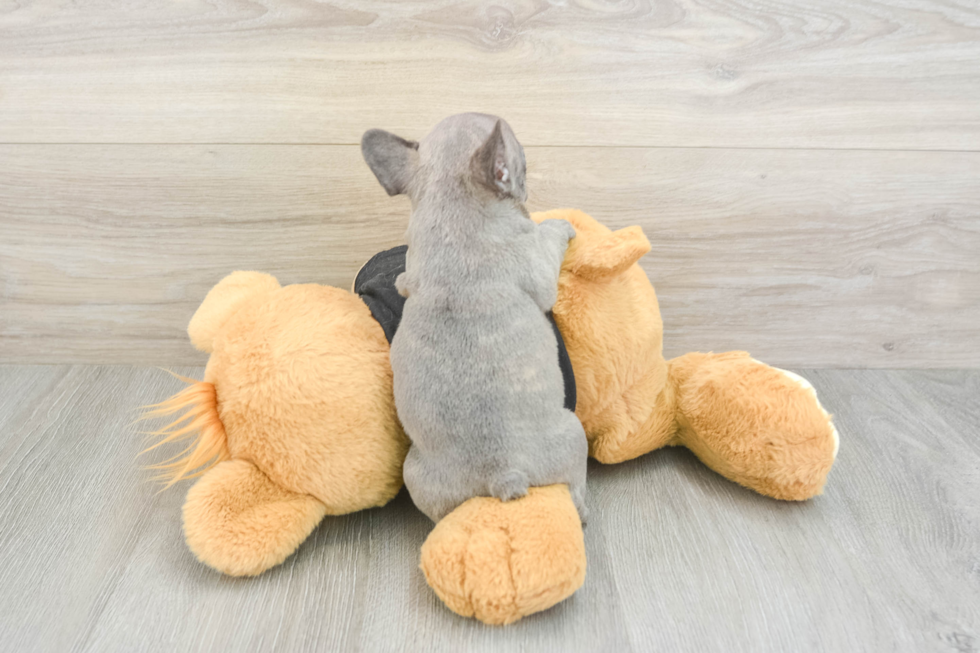 French Bulldog Puppy for Adoption