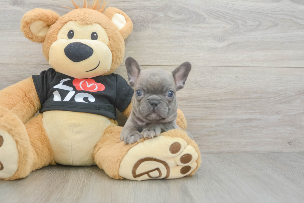 French Bulldog Pup Being Cute