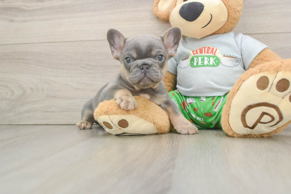 French Bulldog Puppy for Adoption