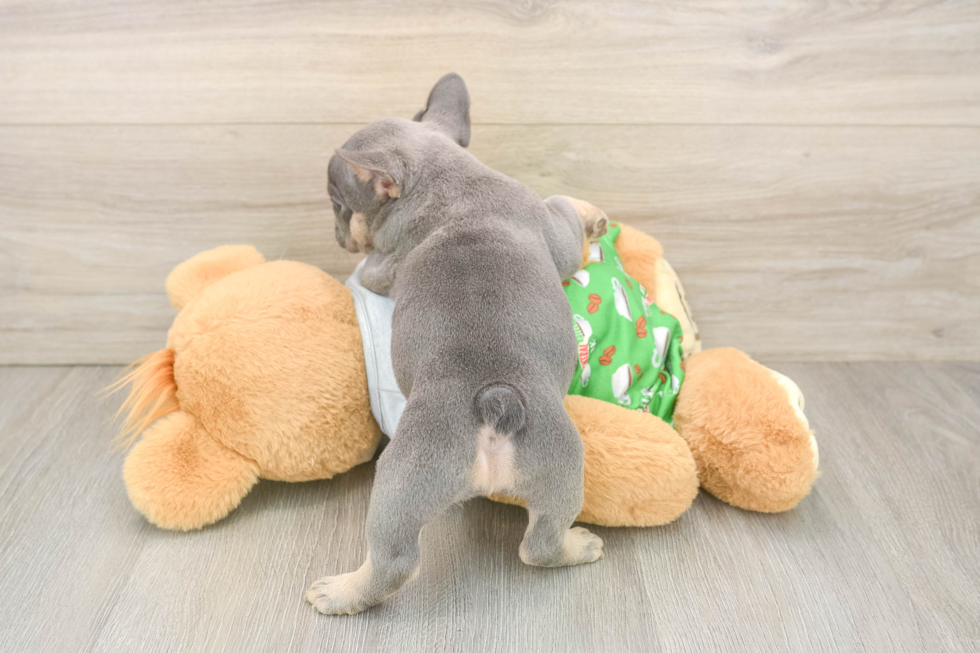Playful French Bulldog Purebred Pup
