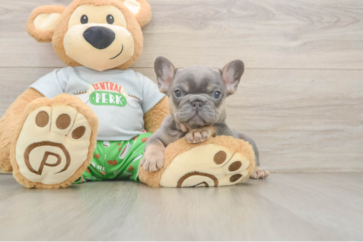 Best French Bulldog Baby
