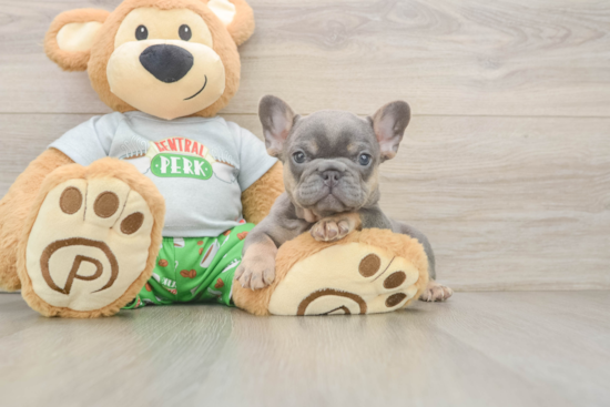 Best French Bulldog Baby