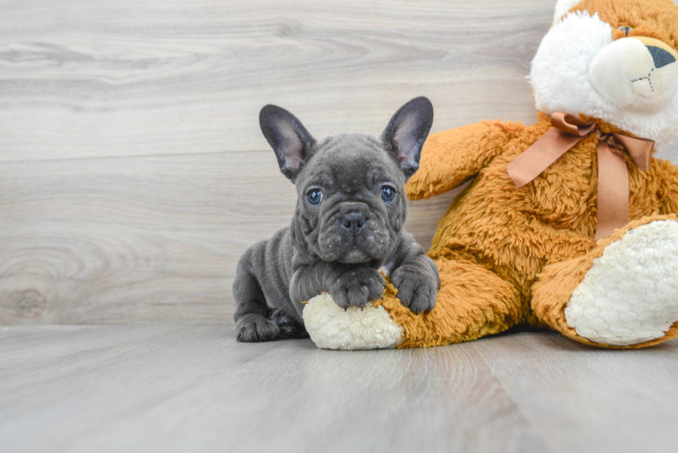 Best French Bulldog Baby