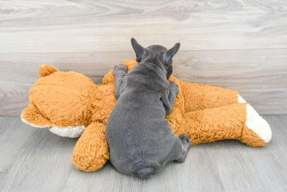 Popular French Bulldog Baby