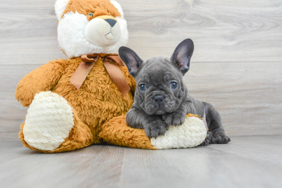 French Bulldog Pup Being Cute