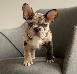 French Bulldog Puppies For Sale - Premier Pups