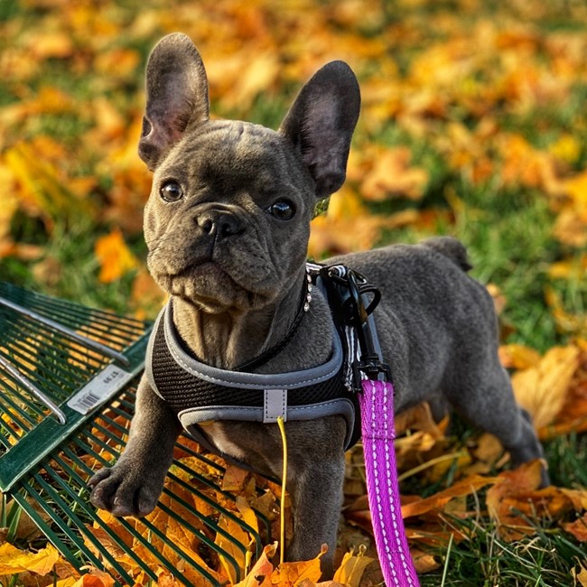 Gray French Bulldog standing on a bed of autumn leaves