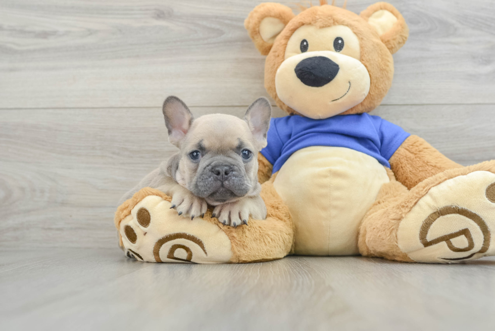 French Bulldog Pup Being Cute