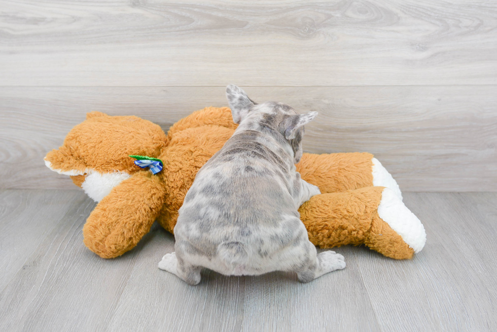 Best French Bulldog Baby