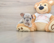 9 week old French Bulldog Puppy For Sale - Premier Pups