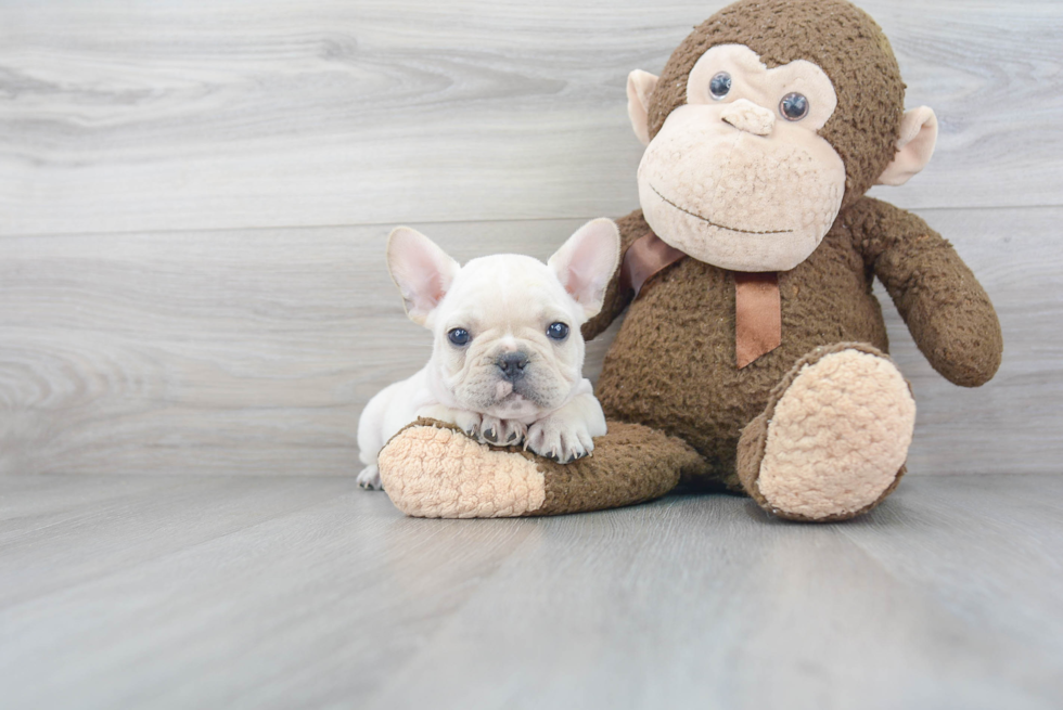 Best French Bulldog Baby