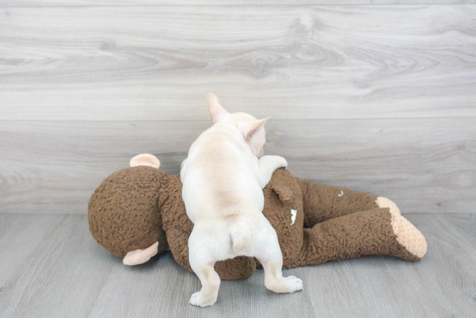 French Bulldog Puppy for Adoption
