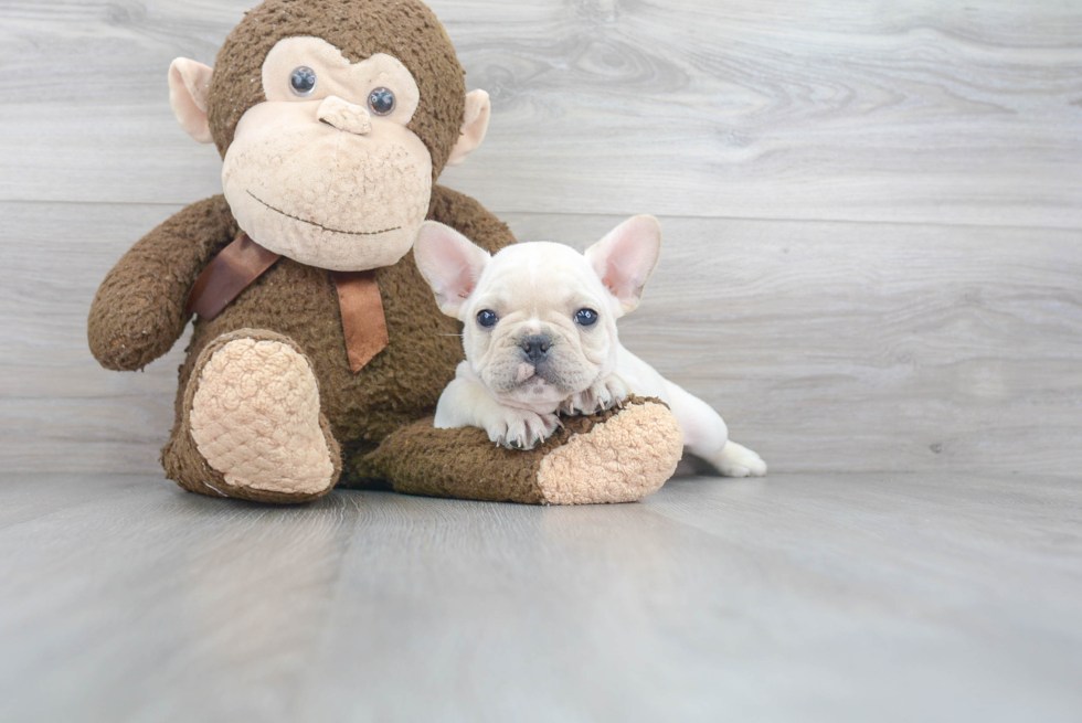 Funny French Bulldog Baby