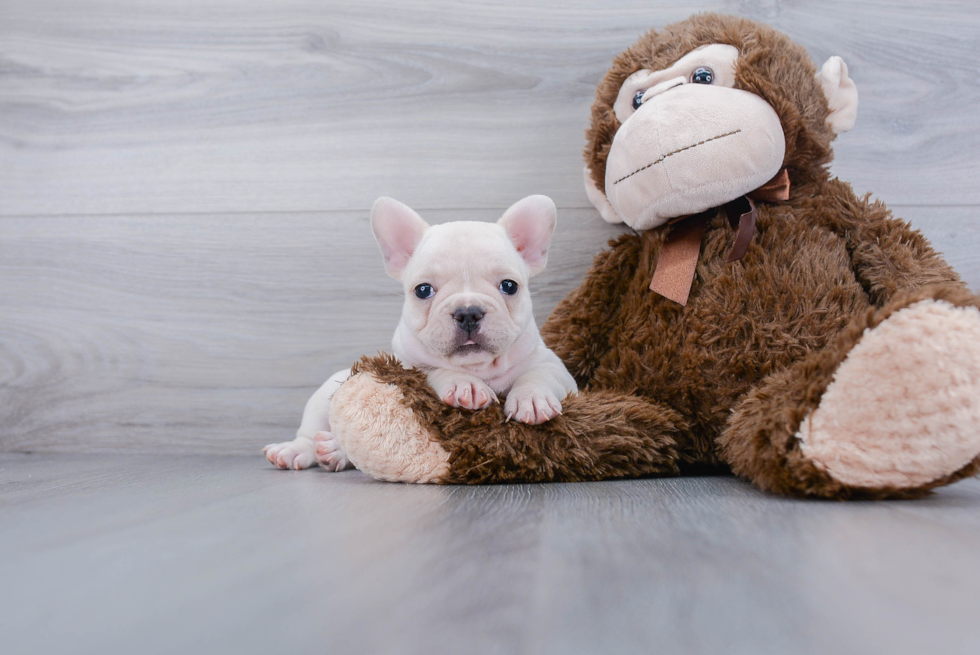 Best French Bulldog Baby