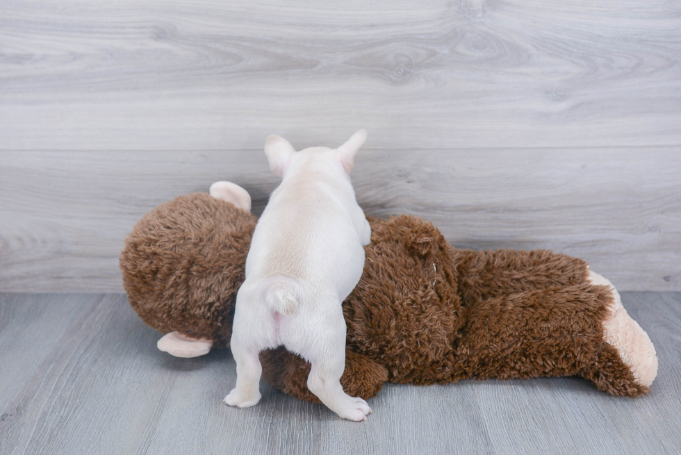 French Bulldog Pup Being Cute