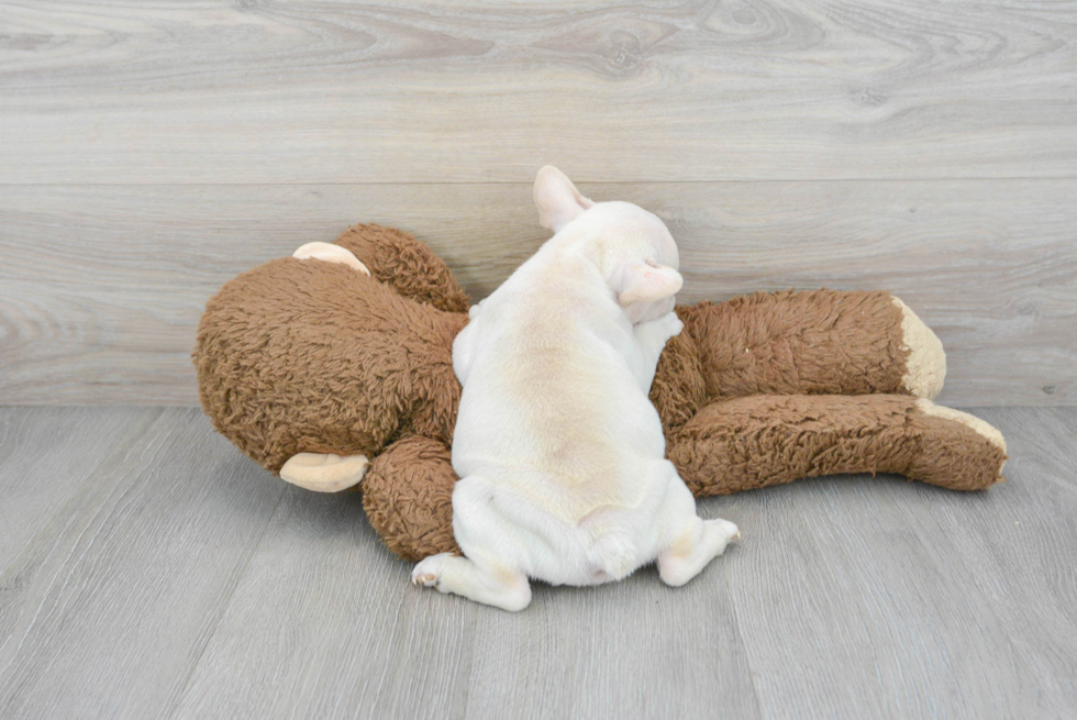 Happy Frenchie Purebred Puppy