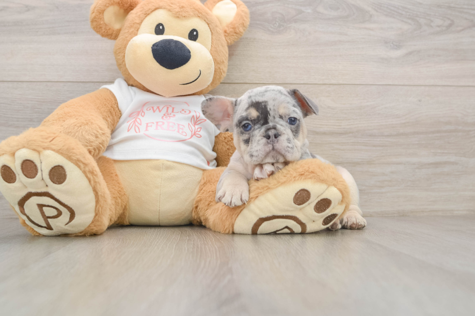French Bulldog Puppy for Adoption