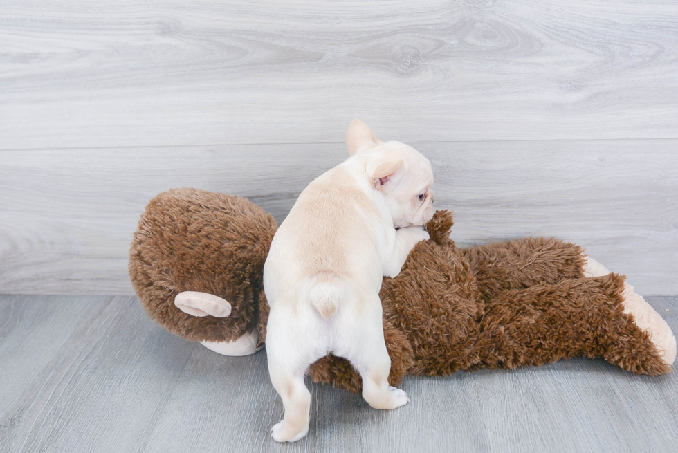 French Bulldog Pup Being Cute