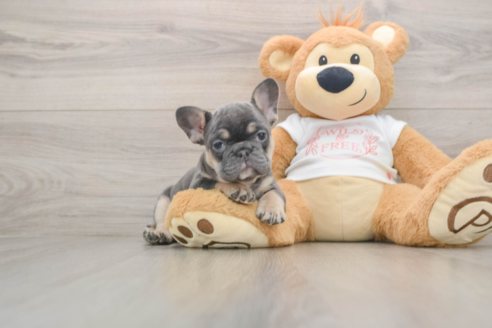 Best French Bulldog Baby