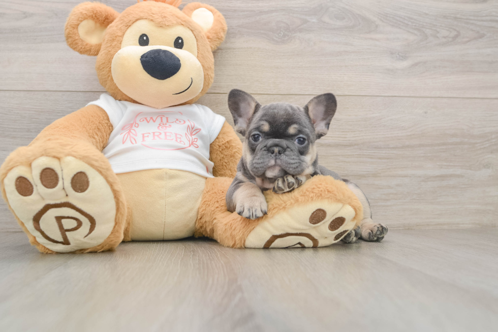 French Bulldog Puppy for Adoption