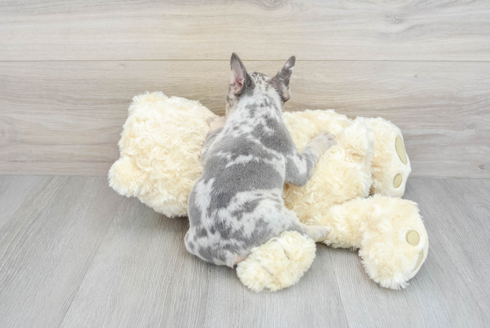 Popular French Bulldog Baby