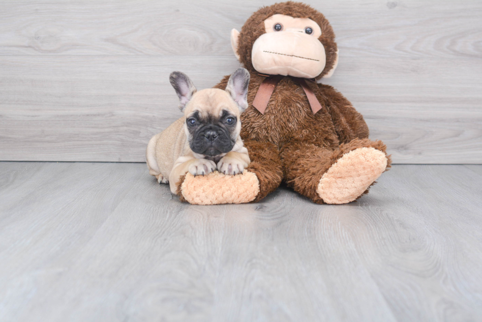 French Bulldog Puppy for Adoption