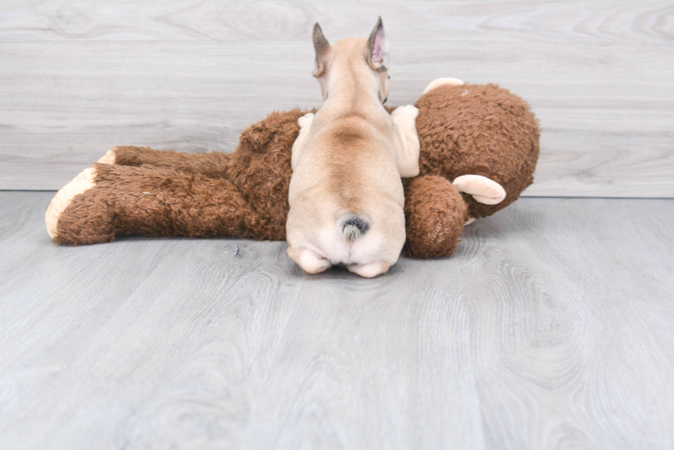 Best French Bulldog Baby