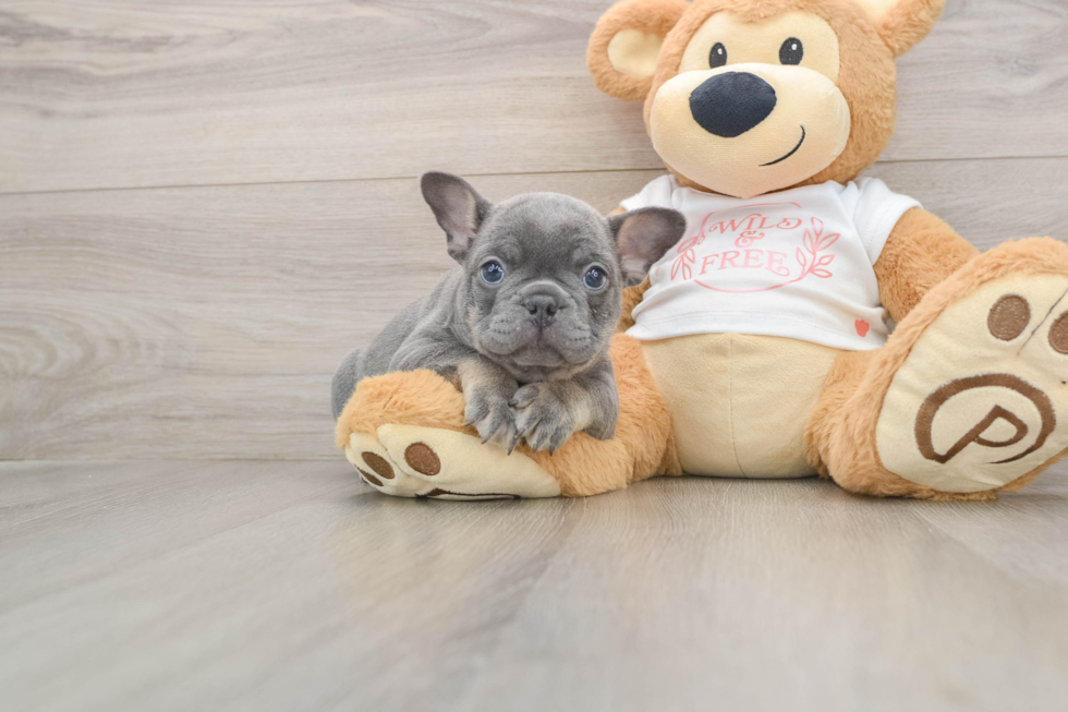 Best French Bulldog Baby