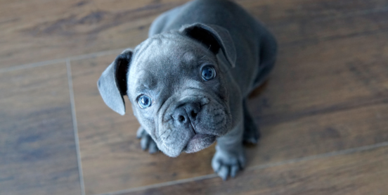 French Bulldogs Claim Top Spot as America's Favorite Canine Companion