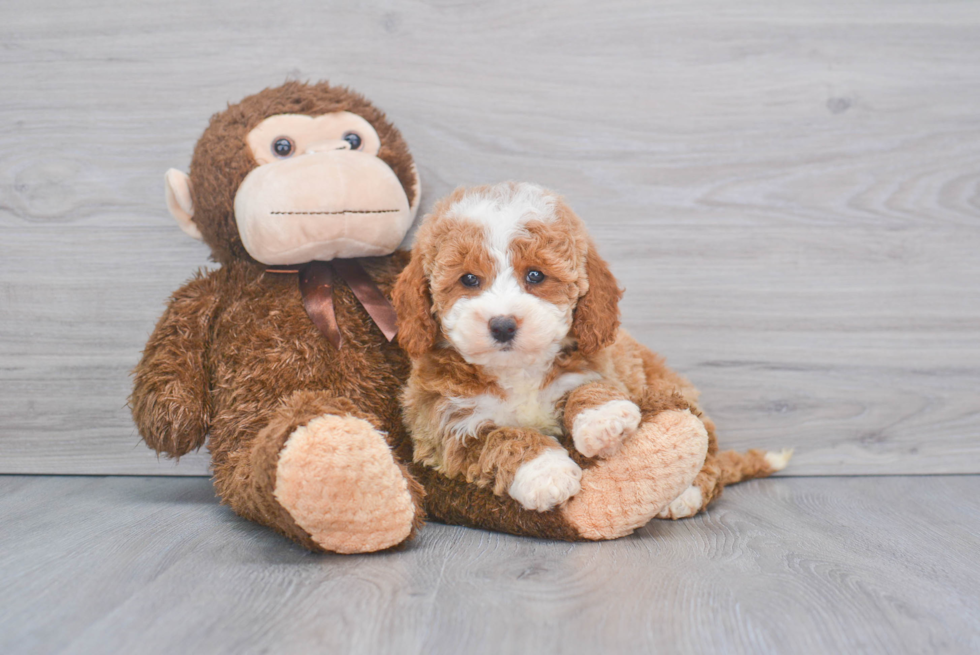 Friendly Mini Goldendoodle Baby